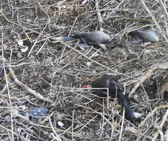 Zdjęcie aktualności Janowiec Wlkp. Ktoś zniszczył siedlisko kormoranów i zabił około 300 piskląt